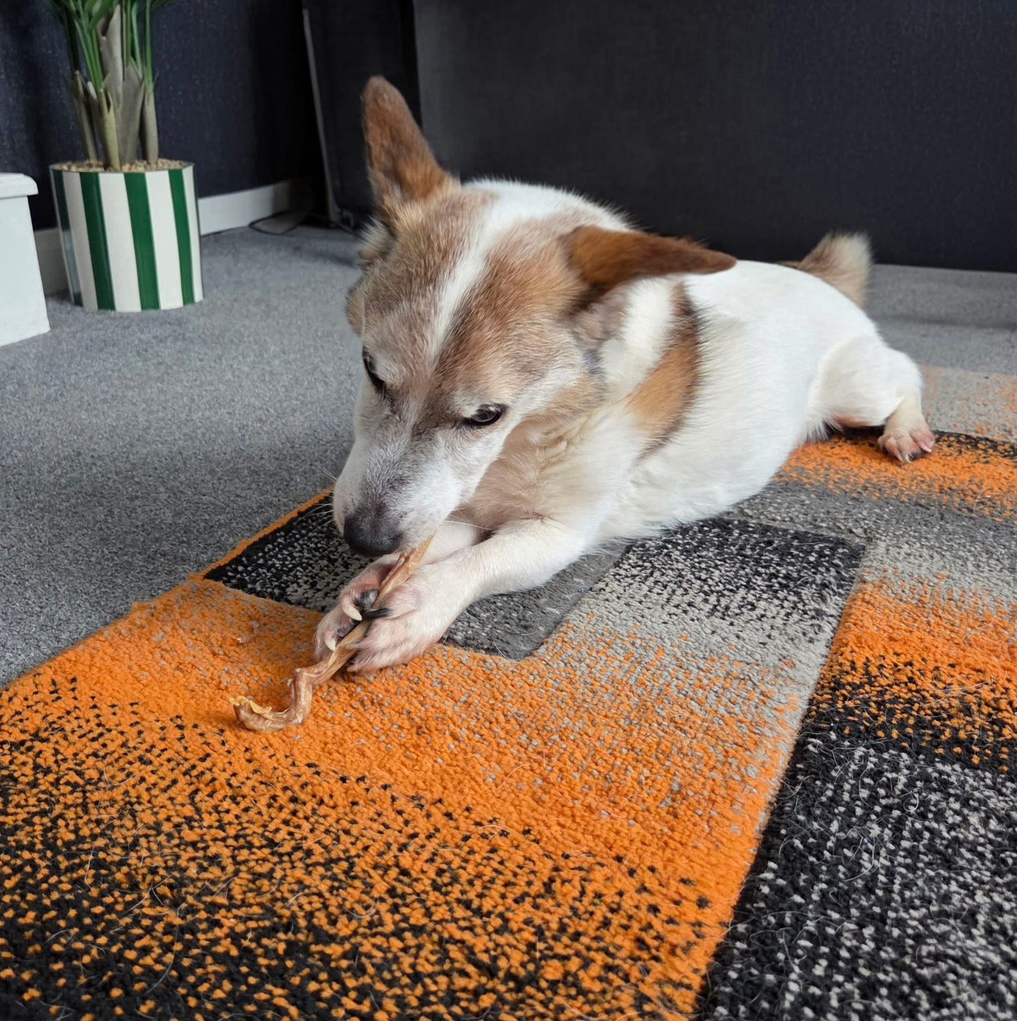 Lamb Pizzle Sticks