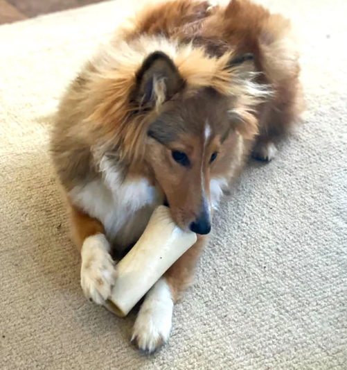 Large Meaty Filled Bones