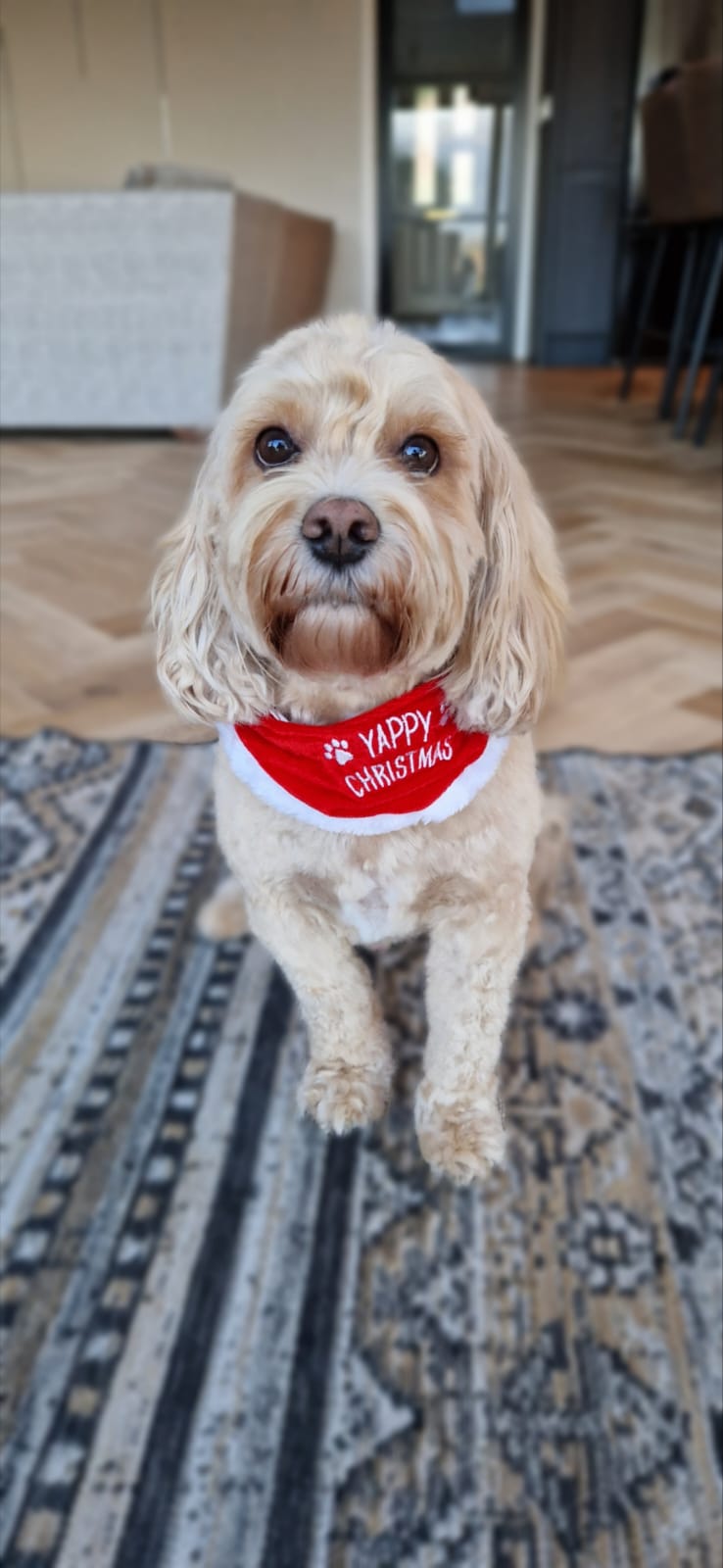 Yappy Christmas Pet Bandana