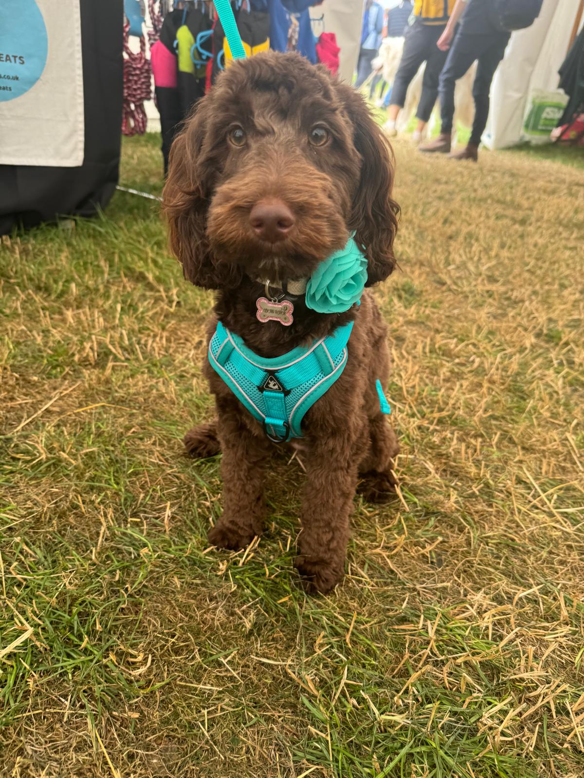 Harness and Lead Set