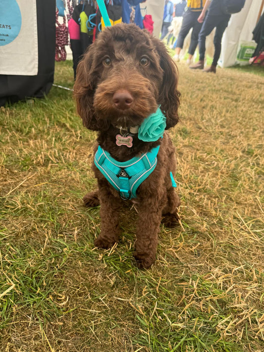 Harness and Lead Set