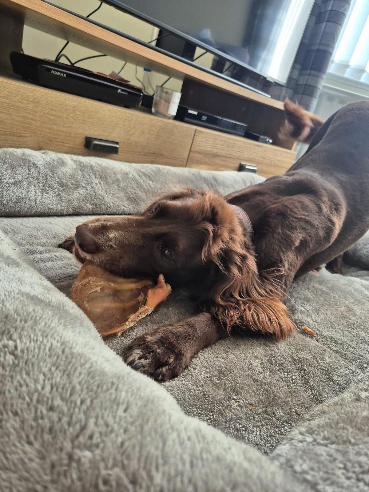 Pig Ear