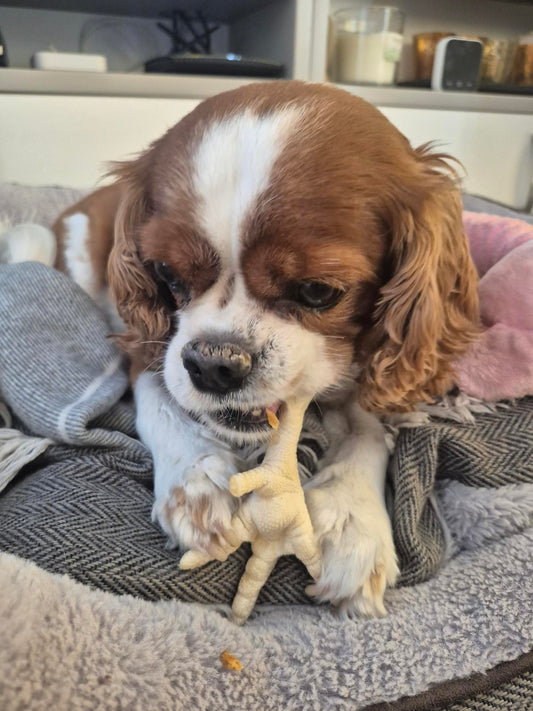 Puffed Chicken Feet