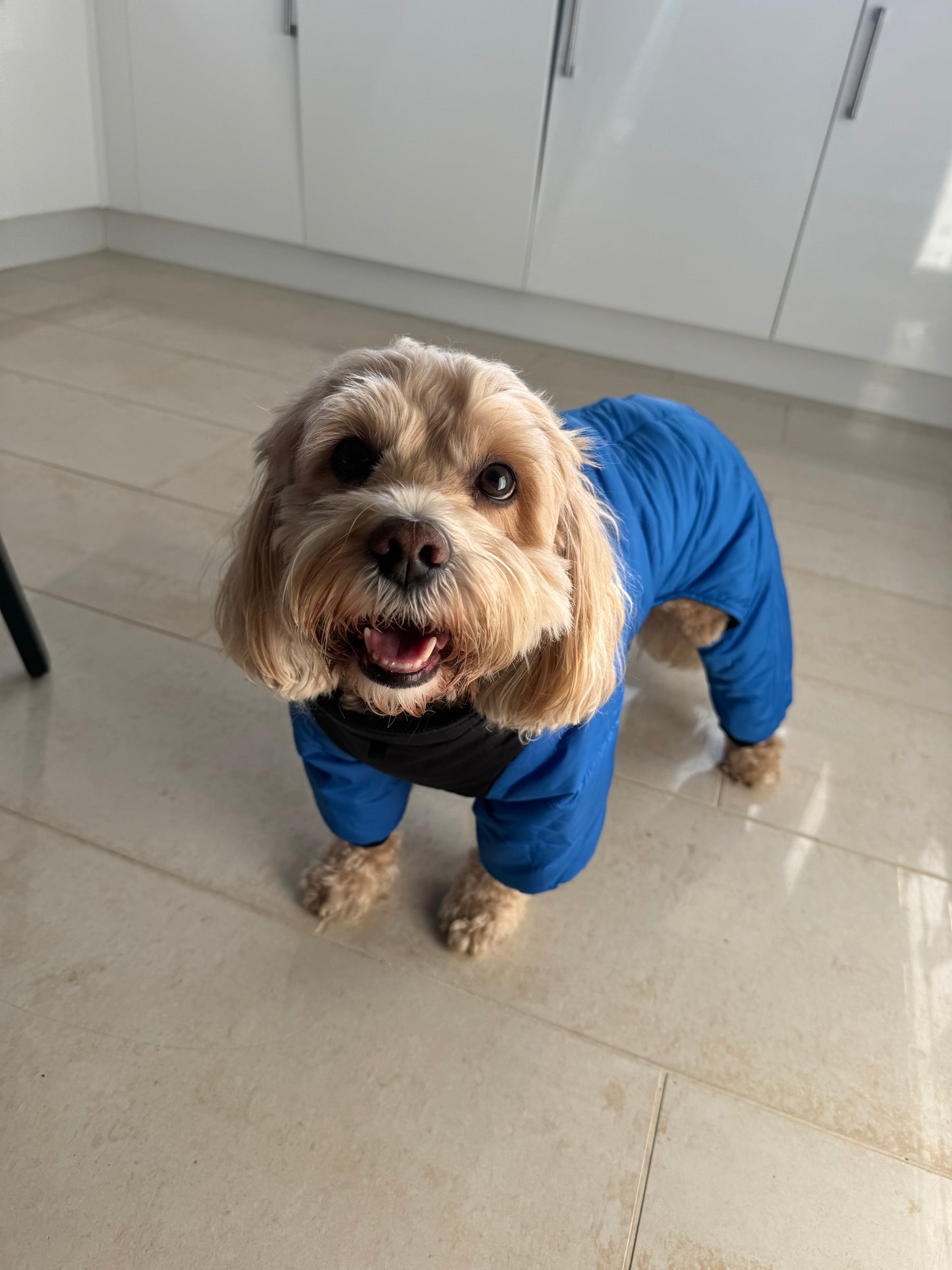 Four legged Dog coat