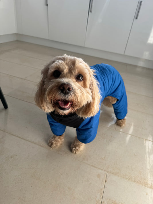Four legged Dog coat