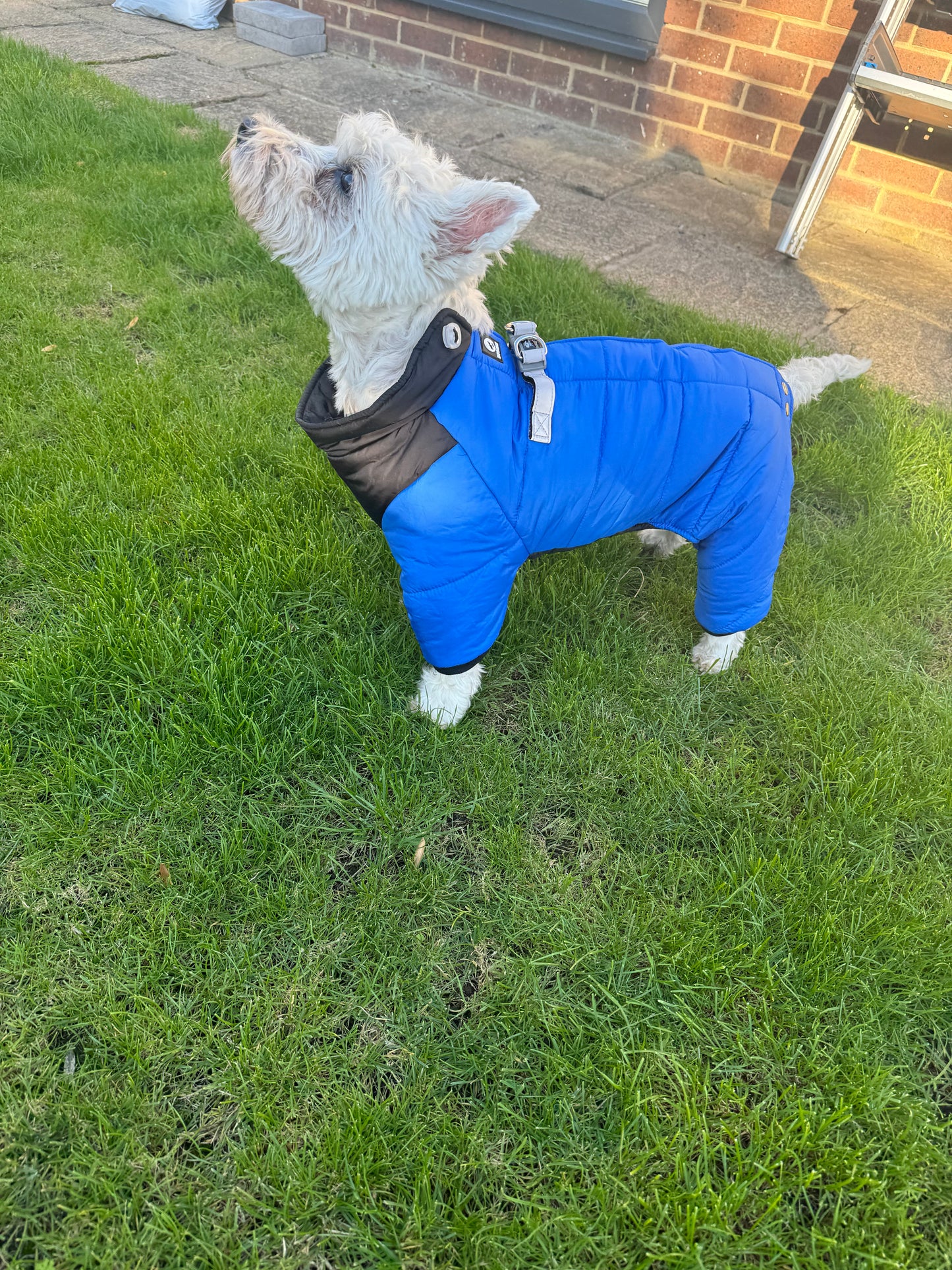Four legged Dog coat