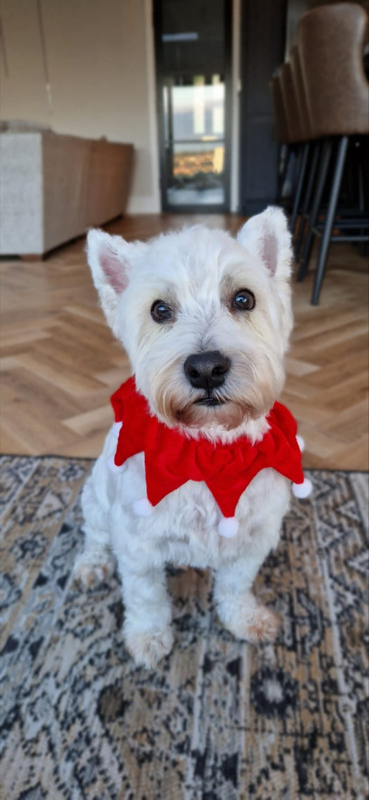 Pet Collar velvet with pom poms