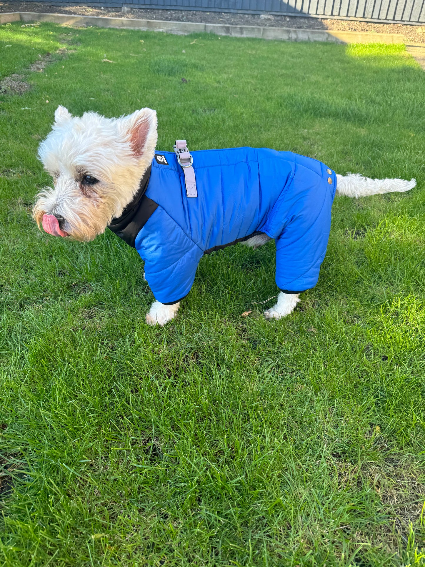 Four legged Dog coat