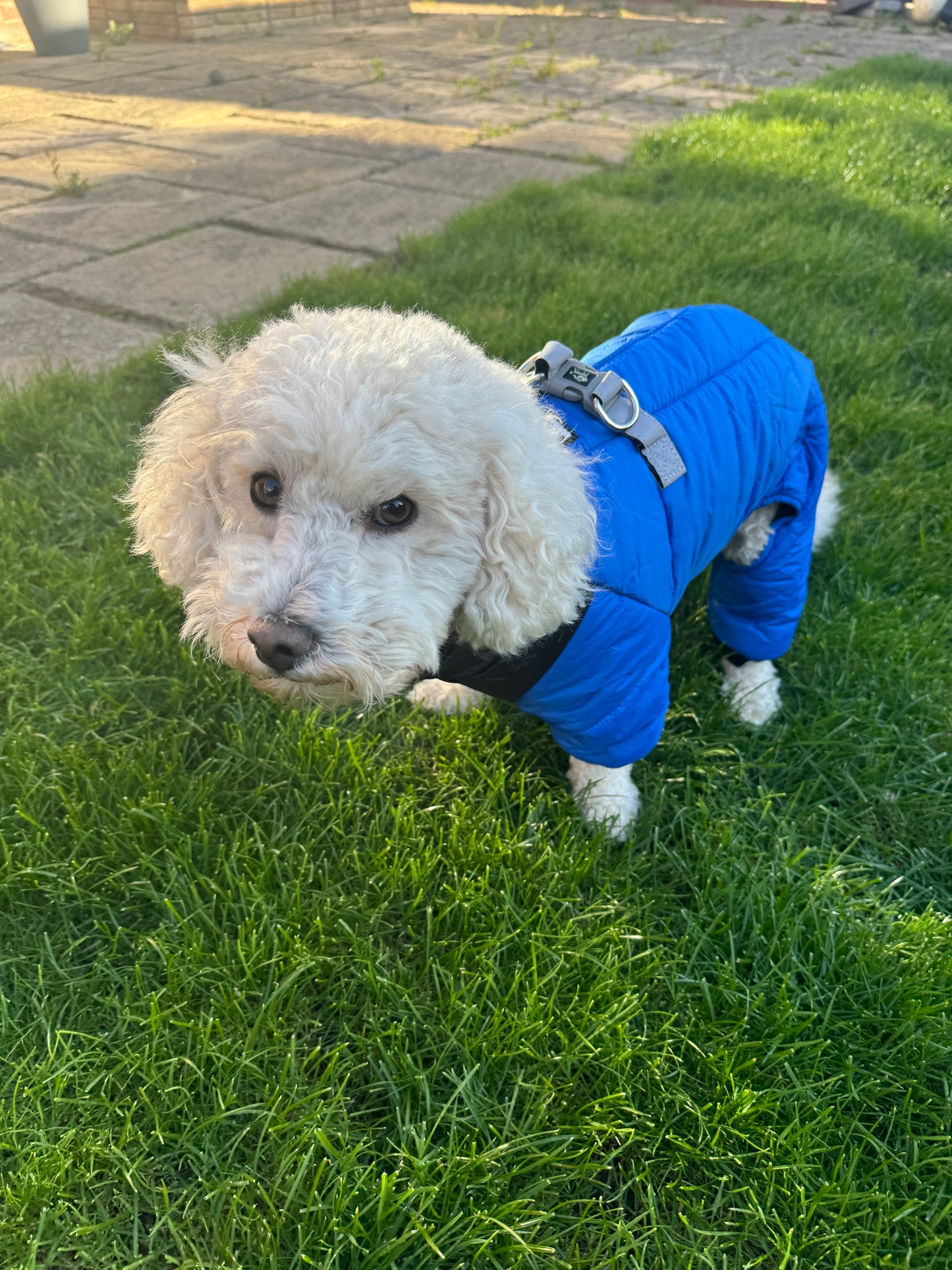 Four legged Dog coat