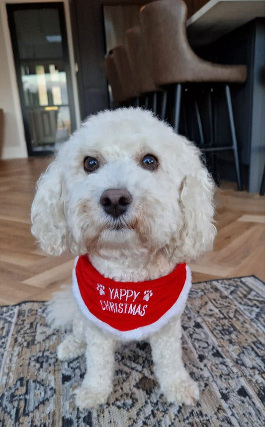 Yappy Christmas Pet Bandana