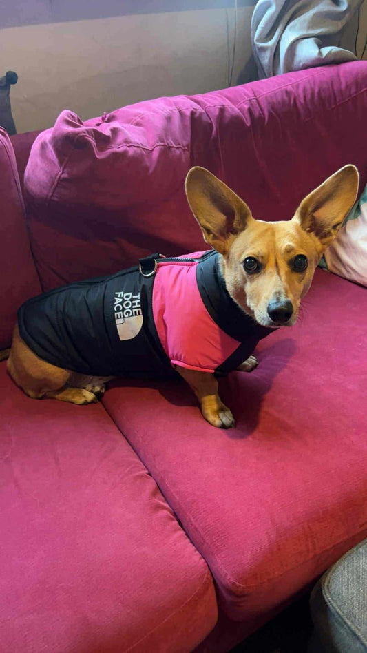 The Dog Face Puffer Jacket