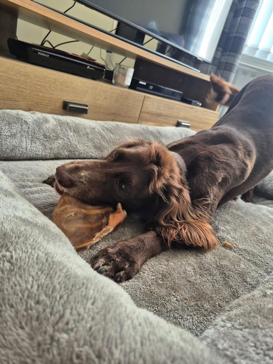 Pig Ear